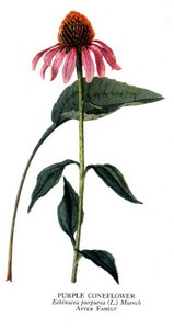Echinacea at oilsncures.com