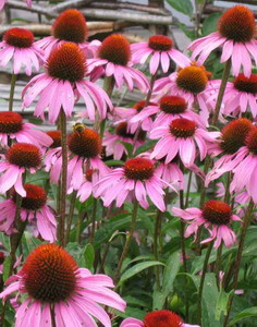 Echinacea at oilsncures.com