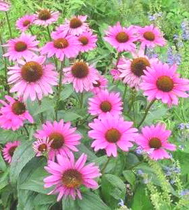 Echinacea