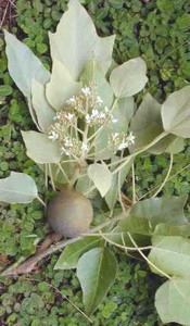 Kukui Nut