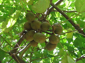 Aleurites moluccana