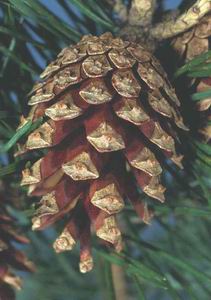 Pine