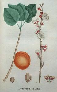 Apricot Kernel