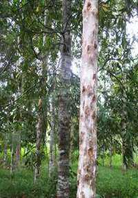Benzoin Bark