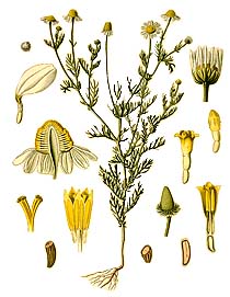 Roman Camomile
