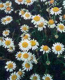 Roman Camomile
