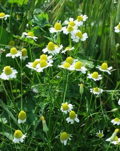 German Camomile