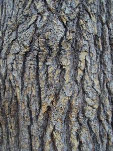 Cedar Wood Bark