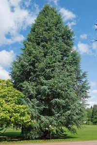 Cedar Tree