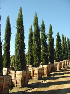 Cypress