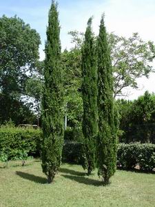 Cypress