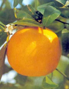 Citrus paradisi