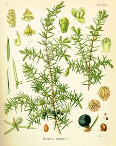 Juniper