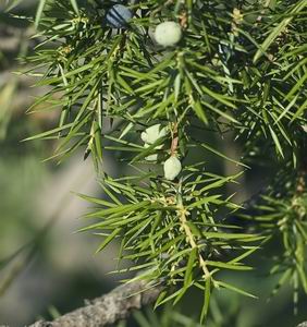 Juniper