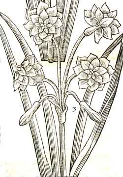 Daffodil illustration from the Paradisi in Sole