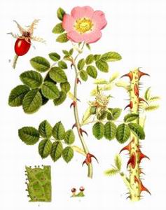 Rosehip at oilsncures.com