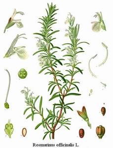 Rosemary