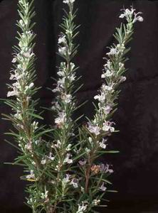 Rosemary
