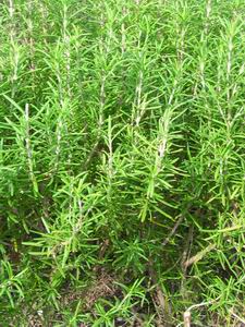 Rosemary
