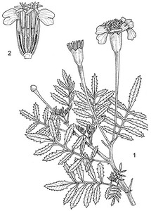 Tagetes at oilsncures.com