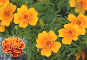 Tagetes at oilsncures.com
