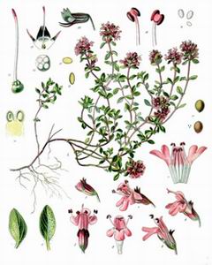 Thyme