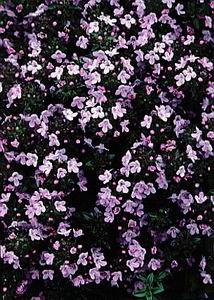 Purple Thyme
