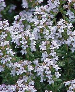 White Thyme