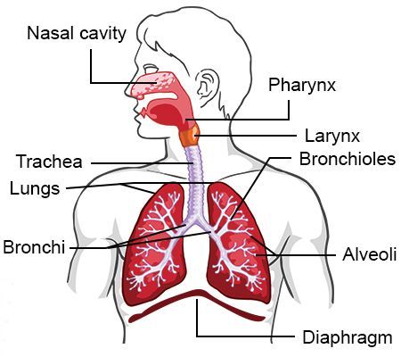 The Lungs